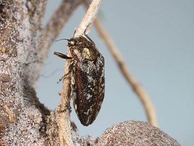 Ethonion corpulentum, PL2538N, non-emerged adult, on Dillwynia glaberrima root gall (for photo), SE
